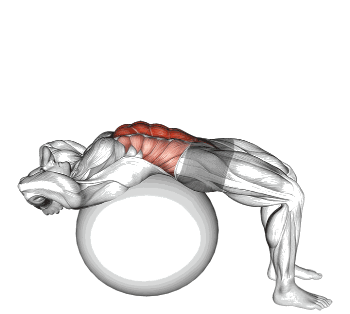 Animation Crunch sur swiss ball