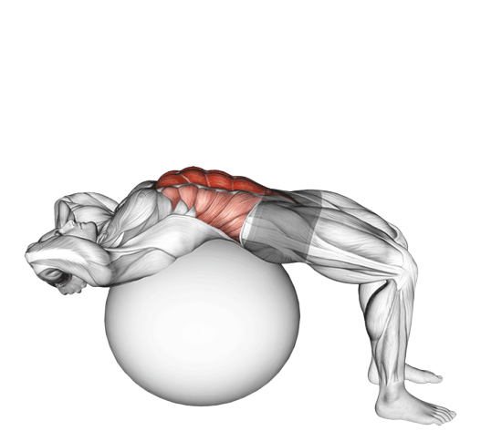 Crunch sur swiss ball