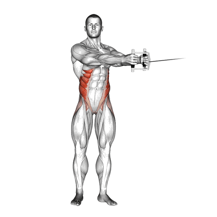 Animation Rotation du buste debout à la poulie