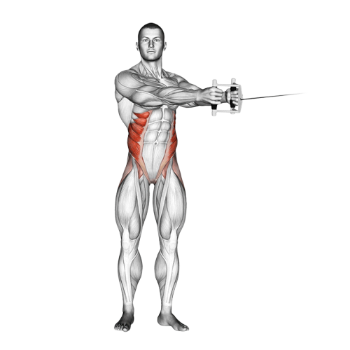 Rotation du buste debout à la poulie