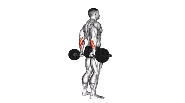 Animation Curl poignet biceps derriere le dos (Barre)