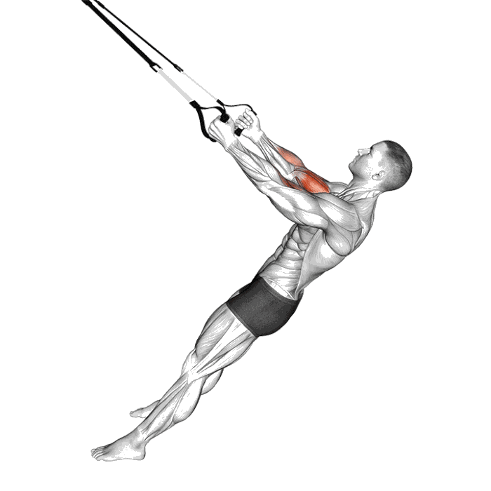 Animation Curl avec sangles de suspension