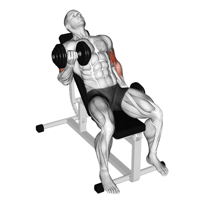 Curl biceps alterné en supination sur banc incliné