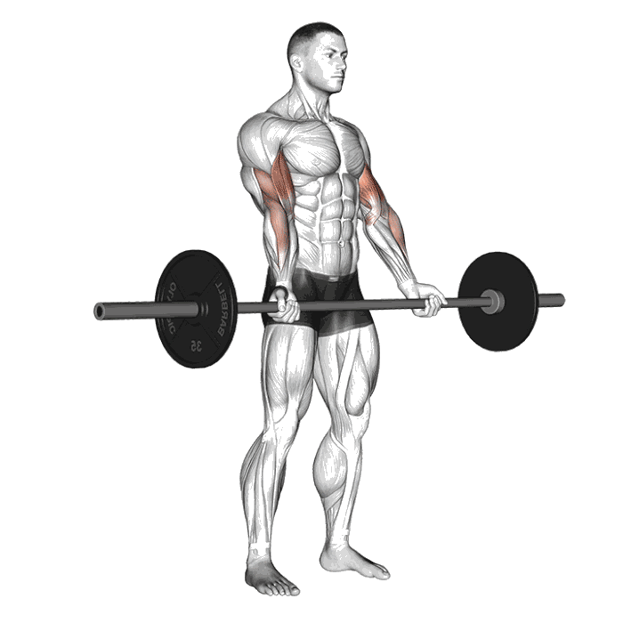 Animation Curl biceps (Barre)