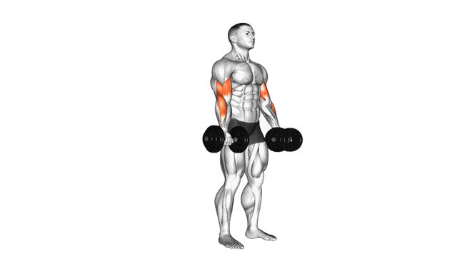 Animation Curl biceps (Halteres)