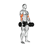 Curl biceps (Halteres)