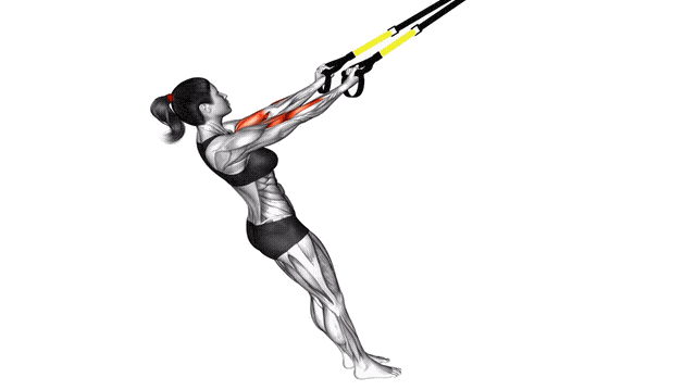 Animation Curl biceps (Suspension)