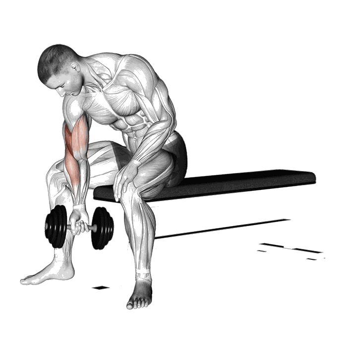 Animation Curl concentré