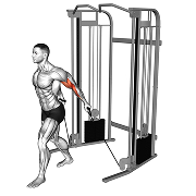 Curl derriere le dos (Poulie)