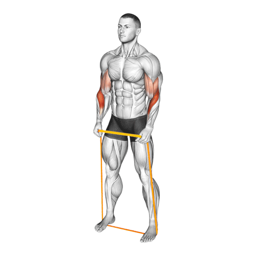 Curl en prise marteau (Élastique)