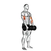 Curl inverse (Halteres)