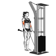 Curl inverse (Poulie)