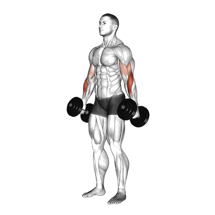 Animation Curl marteau (Halteres)