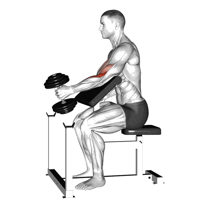 Animation Curl prise marteau au pupitre (Halteres)