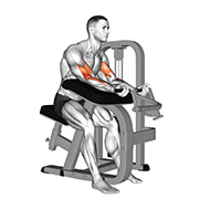 Curl pupitre (Machine)