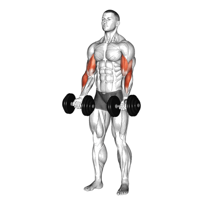 Animation Curl Zottman