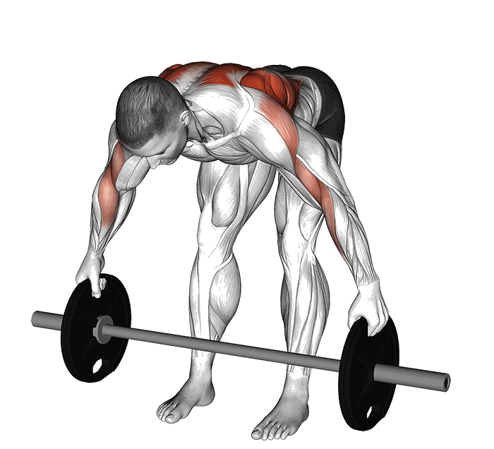 Animation Bent over row prise disque