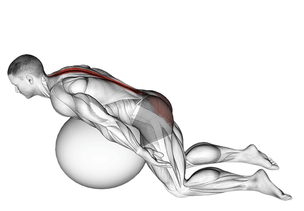 Extensions lombaires sur Swiss ball