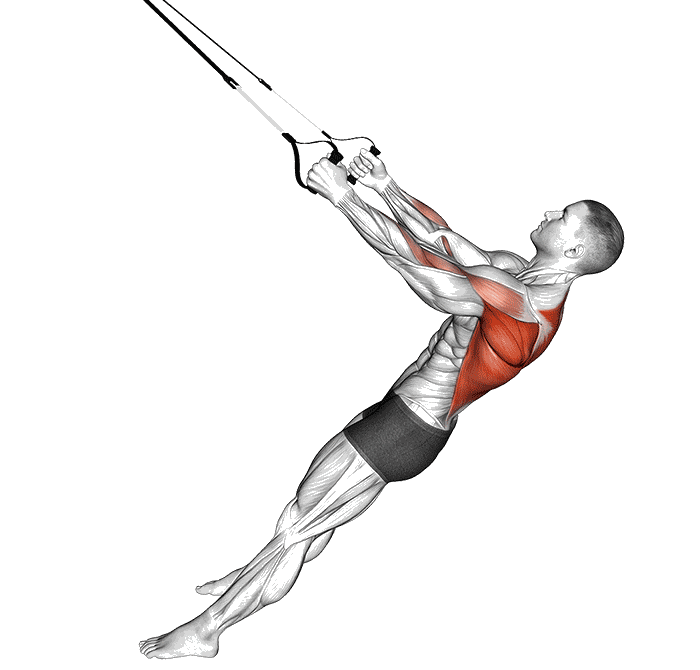 Animation Rowing bas (Suspension)