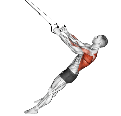 Rowing bas (Suspension)