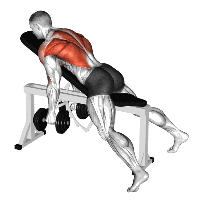 Animation Rowing sur banc incliné (Haltères)