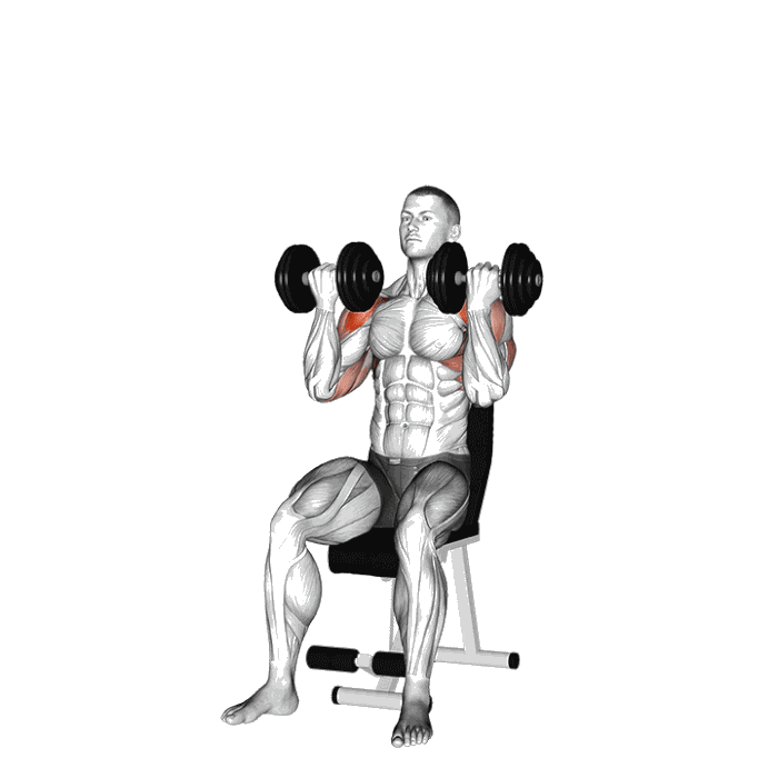 Animation Développé Arnold