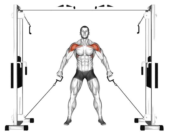 Animation Élévations frontales à la poulie basse