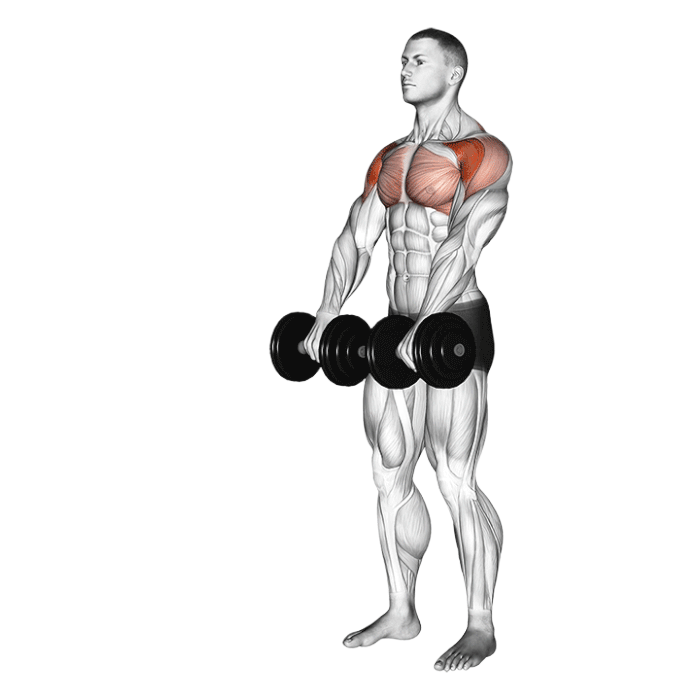 Élévations frontales