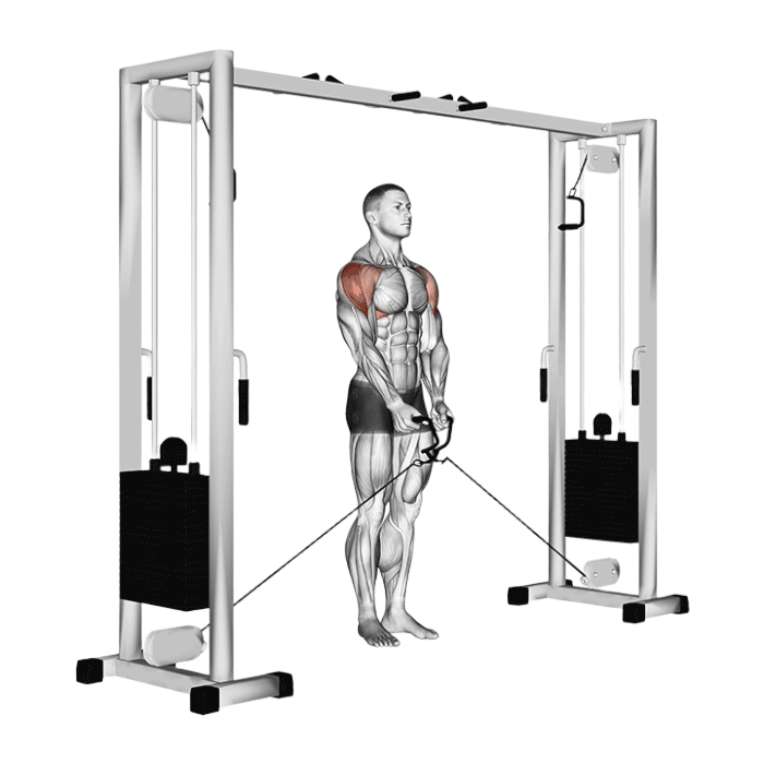 Élévations latérales à la poulie