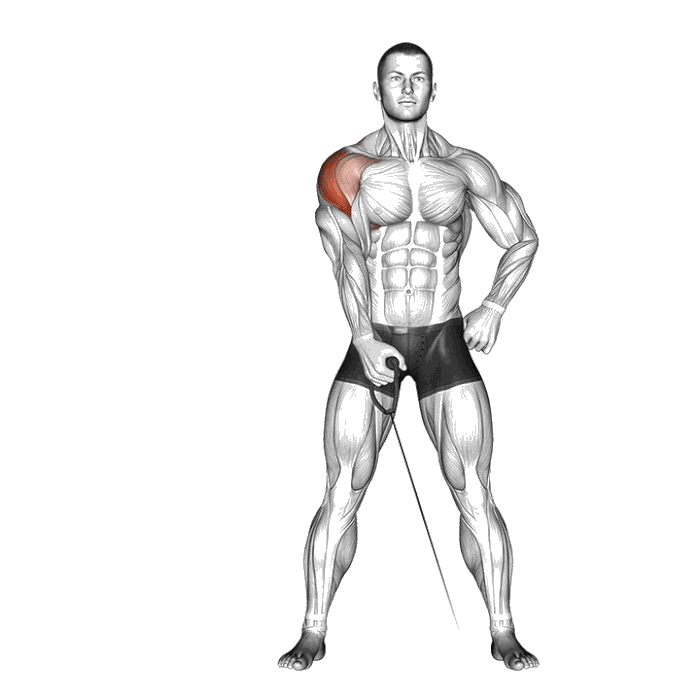 Animation Élévations latérales unilatérales à la poulie