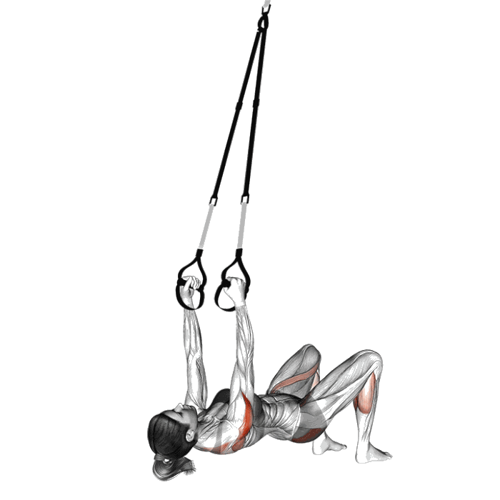 Animation Oiseau inversé avec sangles de suspension