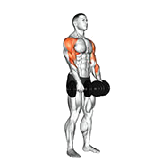 Rowing verticale (Halteres)