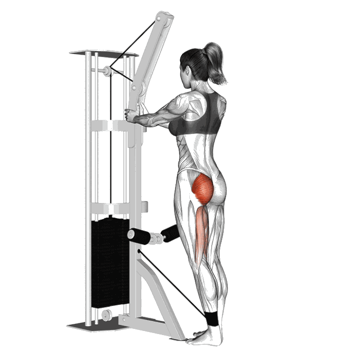 Animation Extension hanche (Poulie)