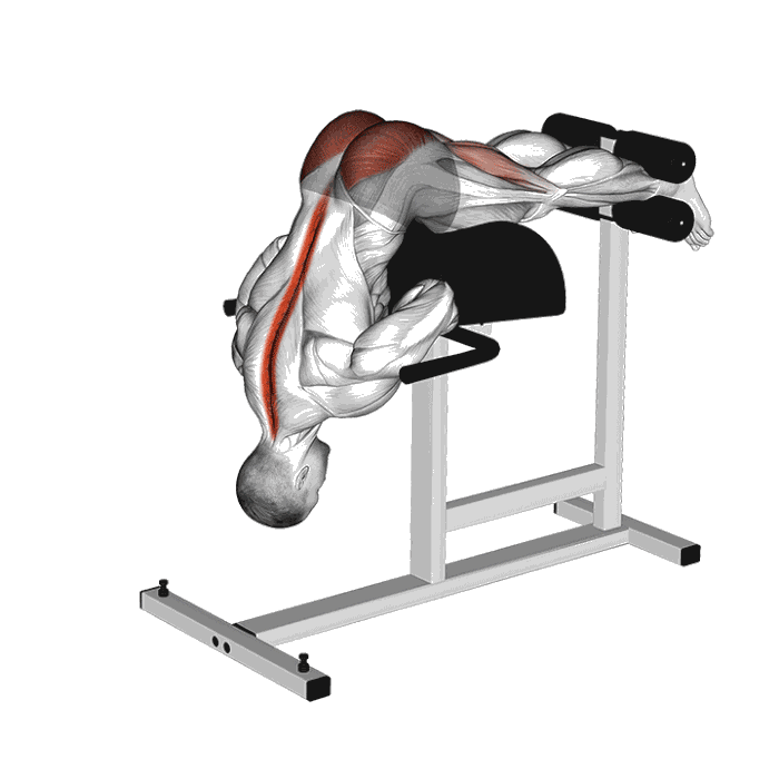 Animation Extensions de hanches au GHD