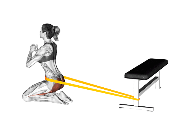 Hip thrusts à genoux (Élastique)