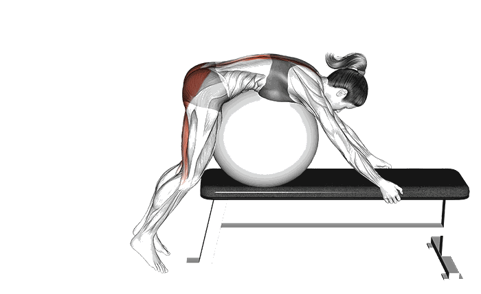 Animation Hyperextension inversée au Swiss ball