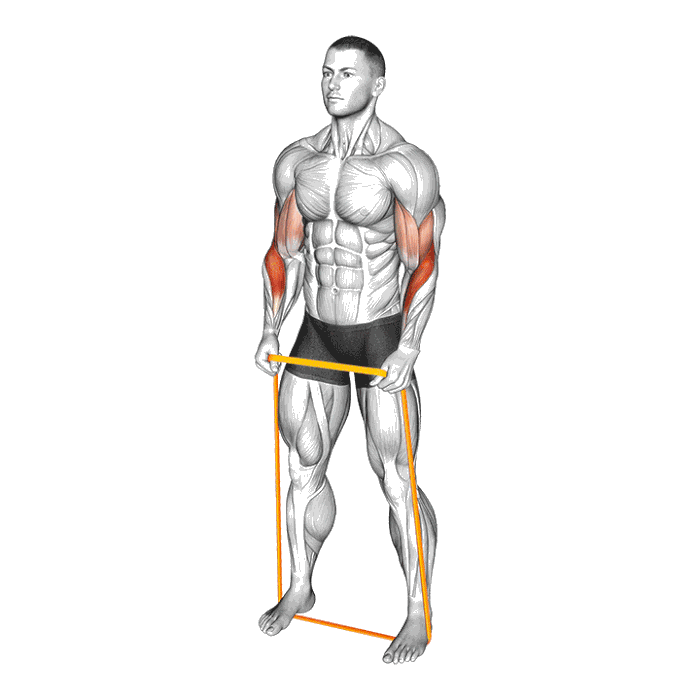 Animation Leg curl allongé (Élastique)
