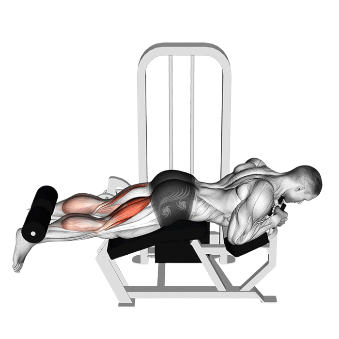 Leg Curl allongé (Machine)