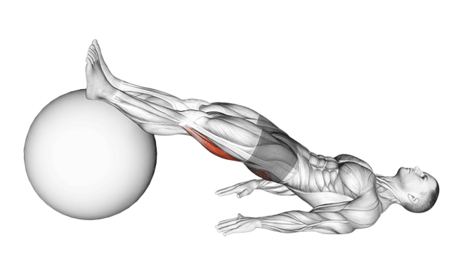 Leg curl au ballon de gym