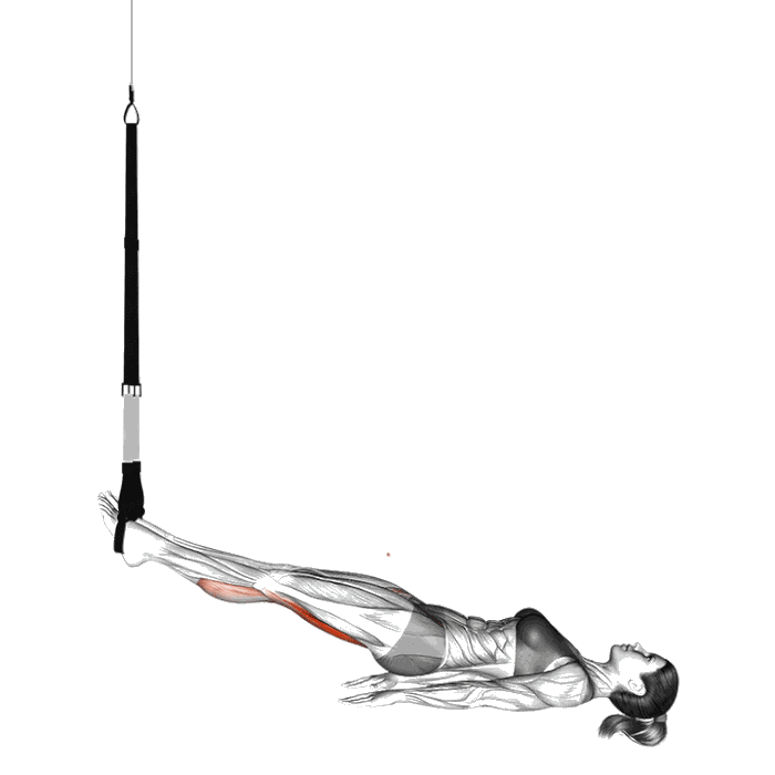 Animation Leg curl avec sangles de suspension