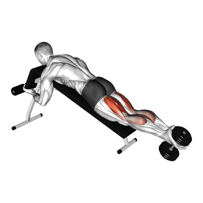 Animation Leg curl décliné avec haltère