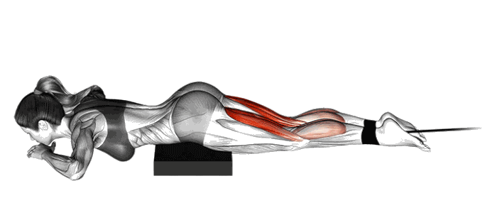 Animation Leg curl (Élastique)