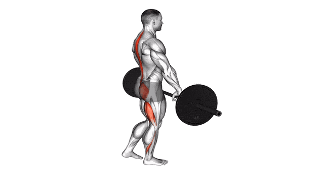 Animation Souleve de terre roumain unilateral (Barre)