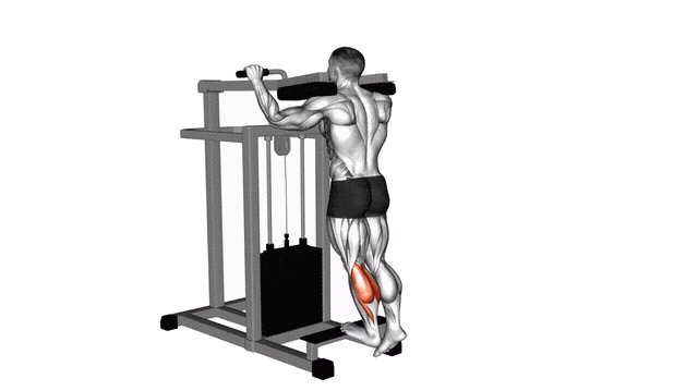 Animation Mollet debout unilateral (Machine)