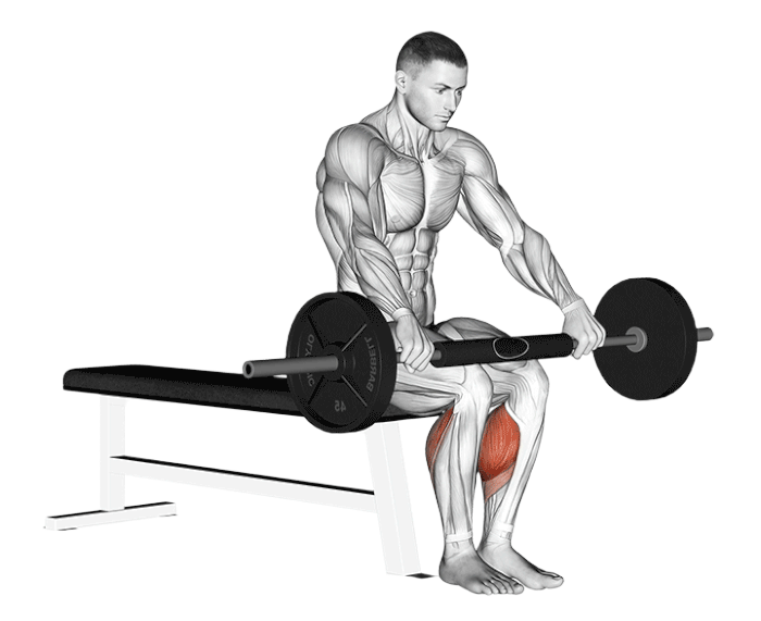 Mollets assis (Barre)