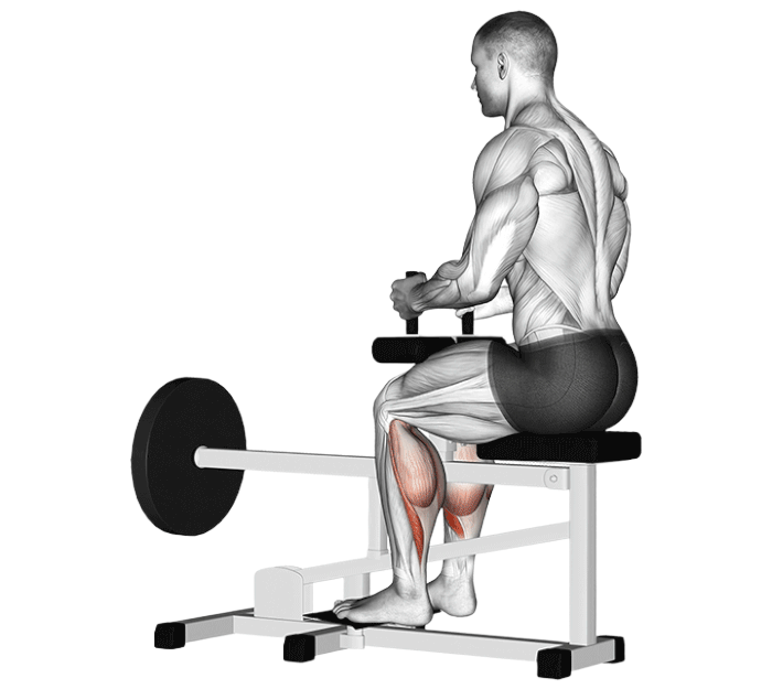 Mollets assis (Machine)