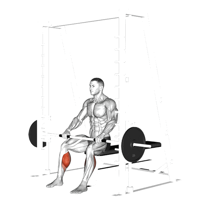 Animation Mollets assis (Smith machine)