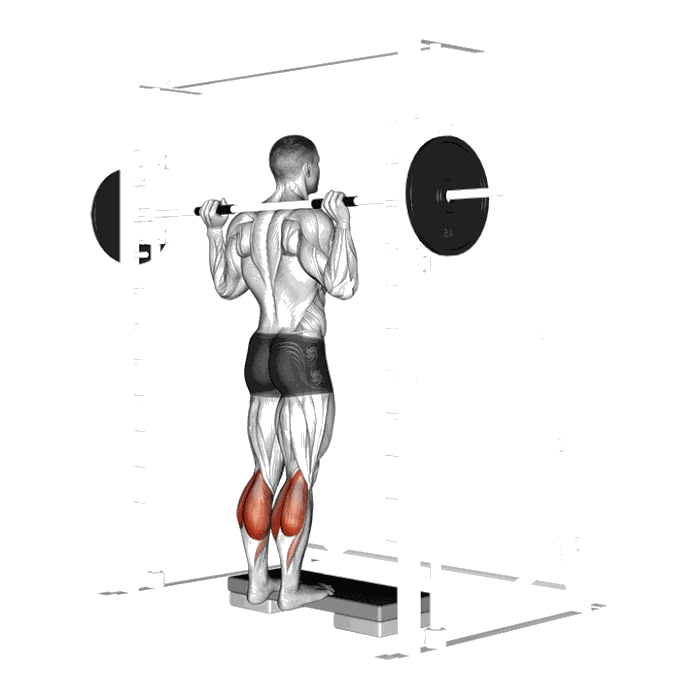 Animation Mollets debout (Smith machine)