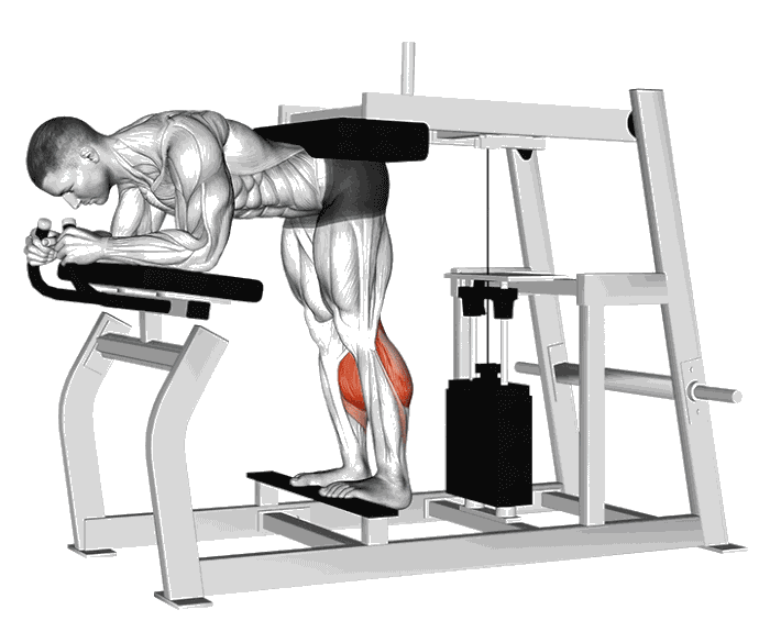 Animation Mollets Donkey