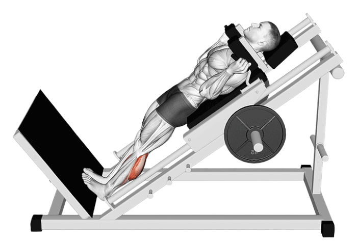 Mollets hack squat (Machine)